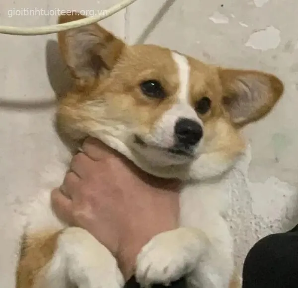 Meme chó hài hước với tình huống bóp cổ