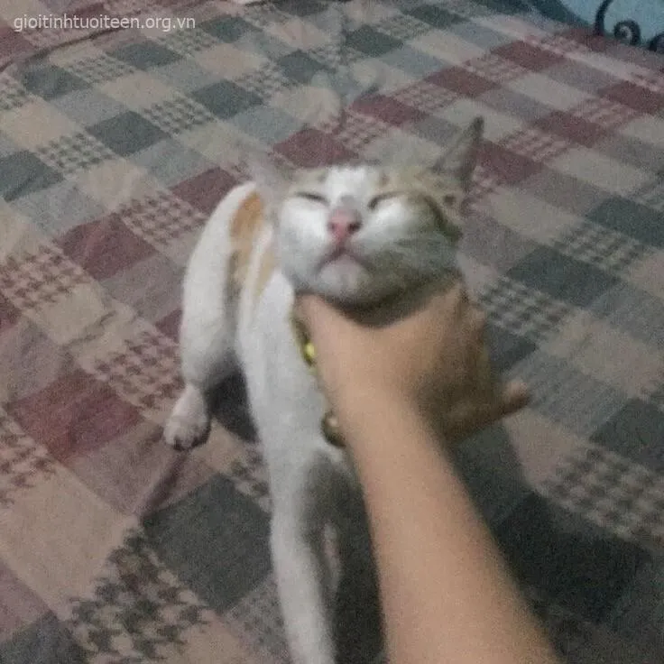 Ảnh mèo bị bóp cổ tạo hiệu ứng hài hước.