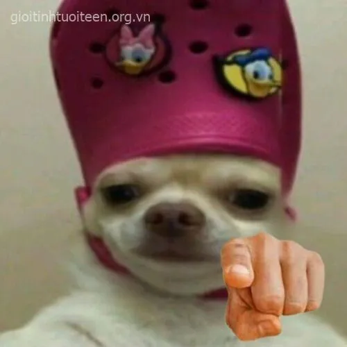 Chó mỉm cười chỉ tay với thần thái rạng rỡ.