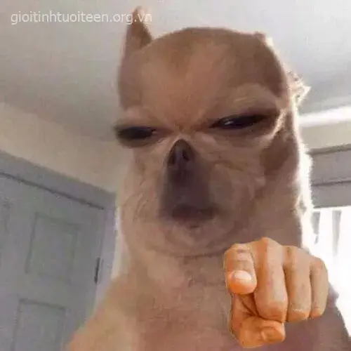 Meme chó chỉ tay đáng yêu, nụ cười giòn tan.