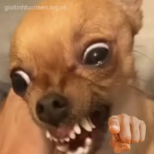 Chó giận dữ chỉ tay, nét mặt cực duyên dáng.