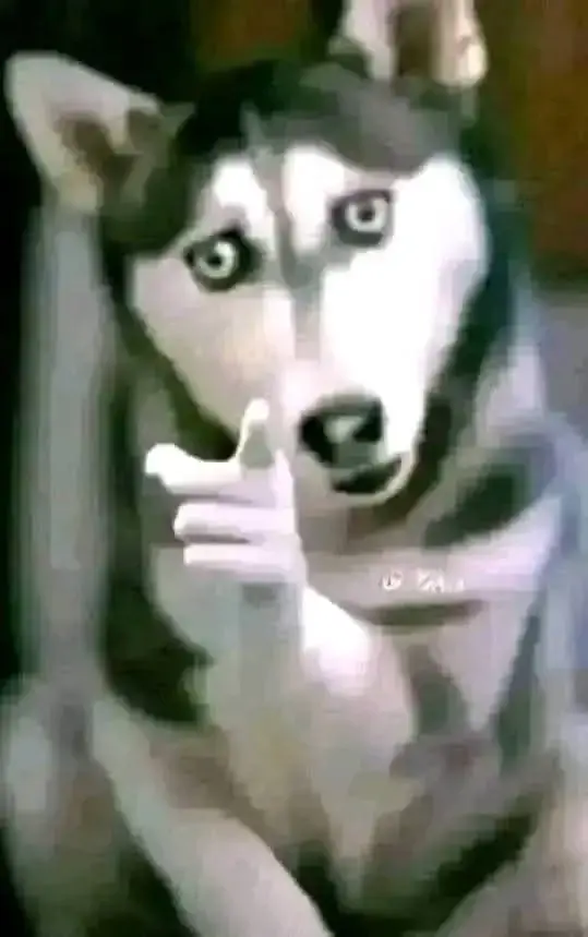 Chó Husky lém lỉnh chỉ tay với ánh mắt tinh nghịch.