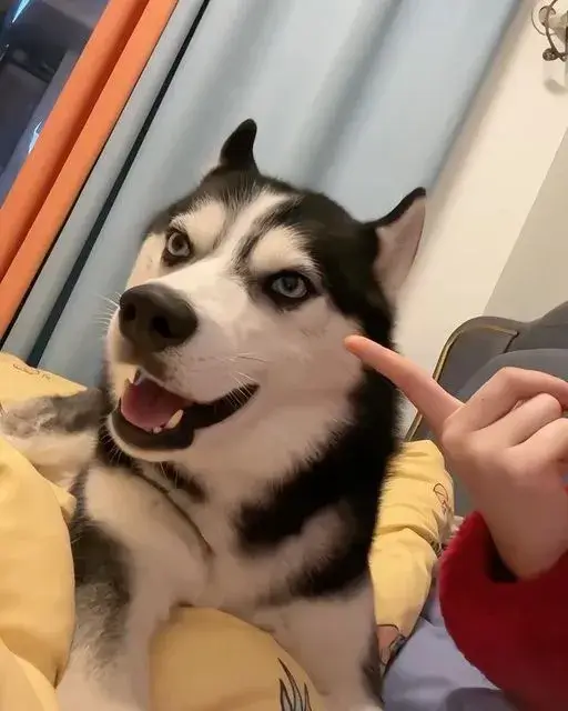 Meme Husky chỉ tay khiến mọi người cười nghiêng ngả.
