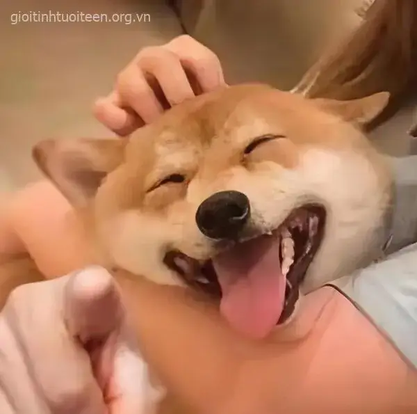 Chó đáng yêu chỉ tay, nét mặt hài khó cưỡng.