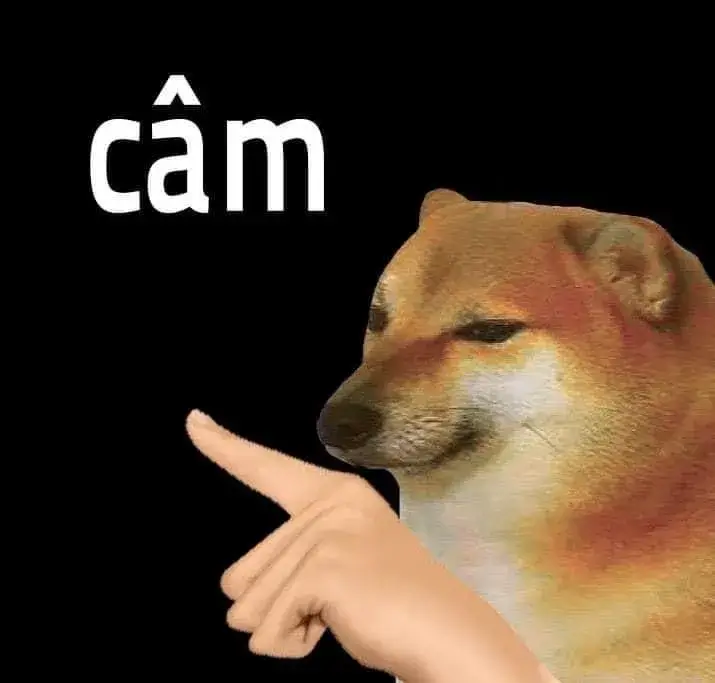 Meme chó chỉ tay với ánh mắt giễu cợt vui.