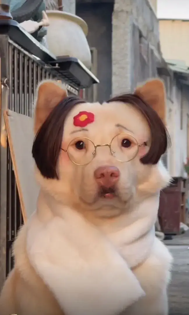 Meme chó vui nhộn, cười toe cực hài hước.