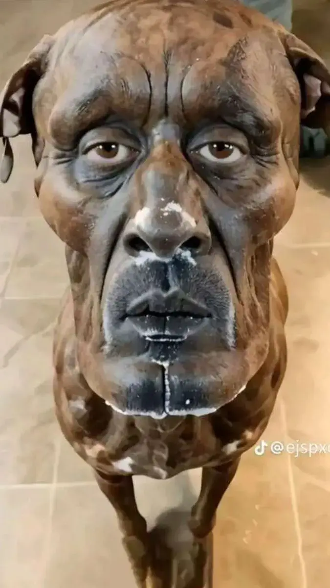 Meme chó vui nhộn, gương mặt bựa siêu đáng yêu.