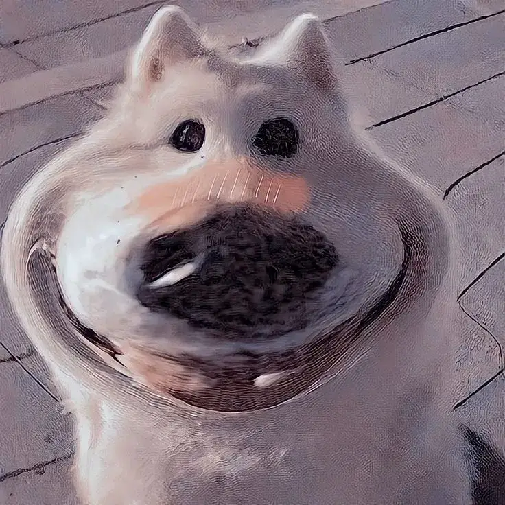 Chó nhây bựa tấu hài, ánh mắt cực tinh nghịch.