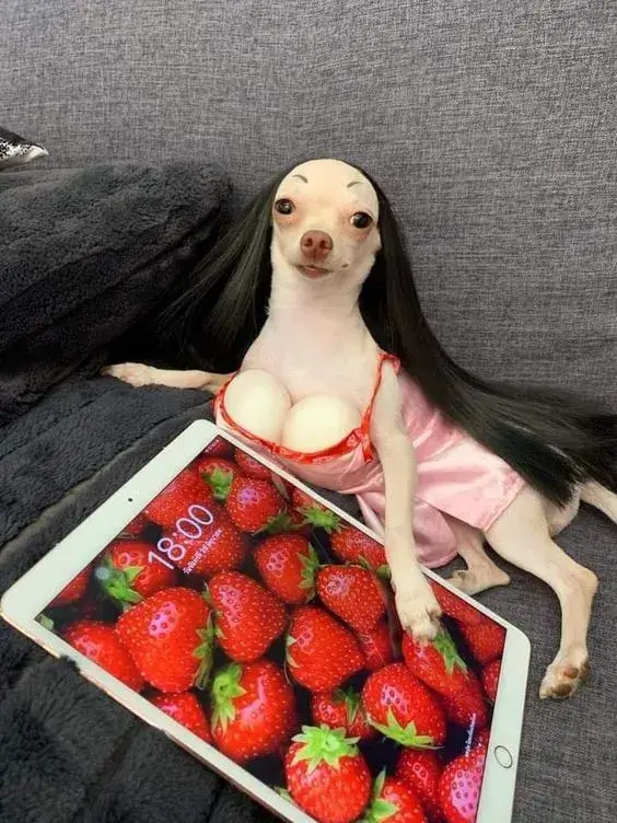 Meme chó vui nhộn, biểu cảm bá đạo khiến ai cười.