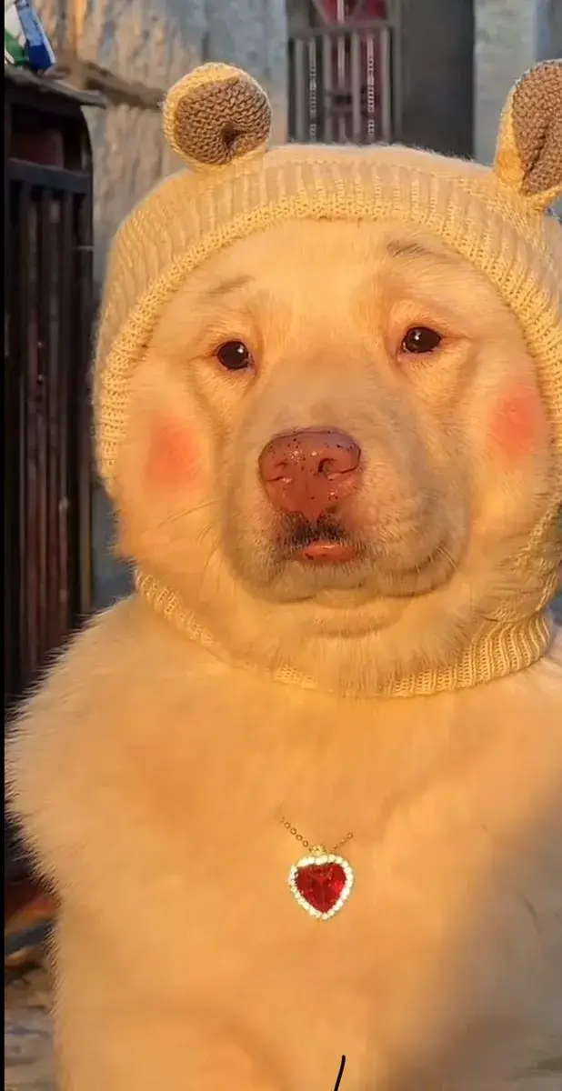 Hình chó hài, ánh mắt bựa nhưng cực dễ thương.