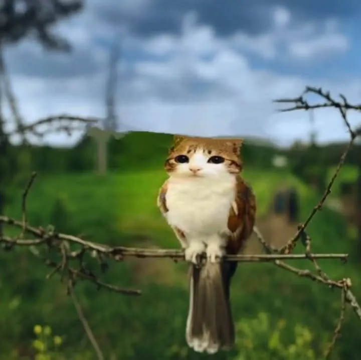 Ánh mắt mèo rưng rưng, trông như cả thế giới sụp đổ.