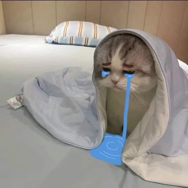 Biểu cảm mèo thẫn thờ, ánh mắt long lanh thật đáng thương.