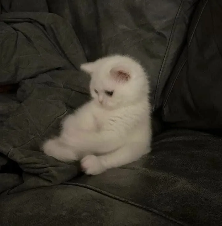 Biểu cảm mèo ngậm ngùi, mắt ươn ướt như kể chuyện đau lòng.