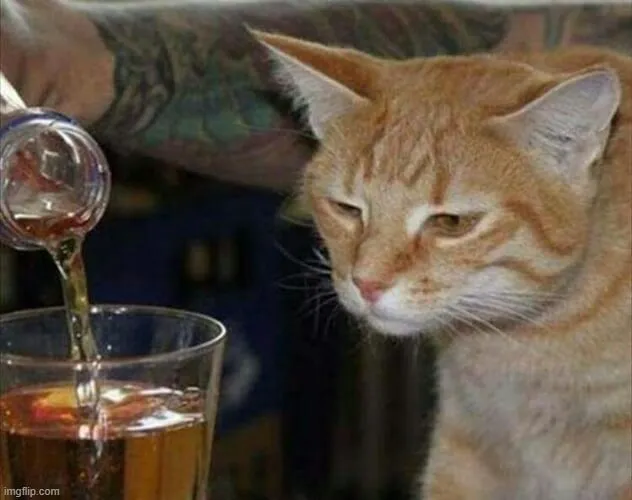 Mèo buồn rầu nép mình, mượn rượu giải sầu