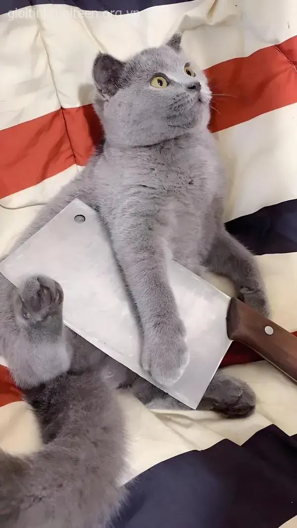 Ánh mắt mèo đe dọa, cầm dao phay đầy căng thẳng.