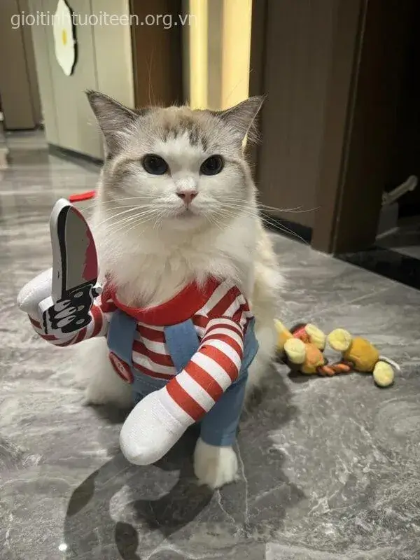 Vẻ mặt mèo hăm hở, tay lăm lăm dao sắc.