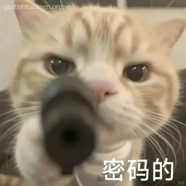 Mèo cầm súng chỉa sát khí, ánh mắt hù dọa nham hiểm.