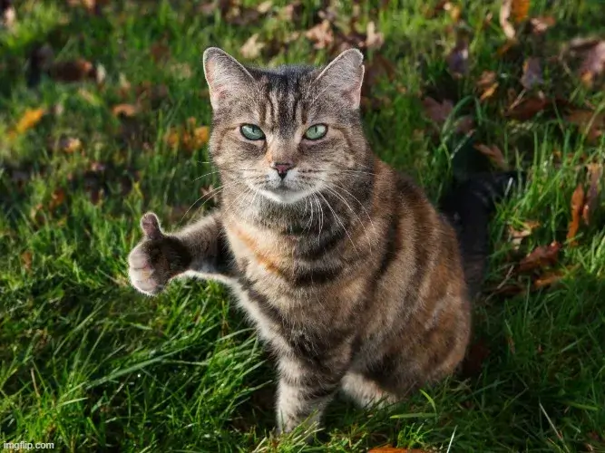 Mèo giơ ngón tay cái like với gương mặt vui nhộn.