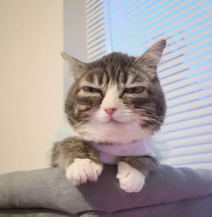 Mèo cười toe toét, giơ ngón tay cái đồng ý ngay.