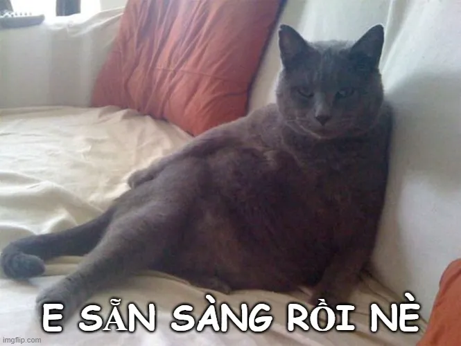 Mèo đen ánh mắt chớp chớp, nằm dáng mời gọi