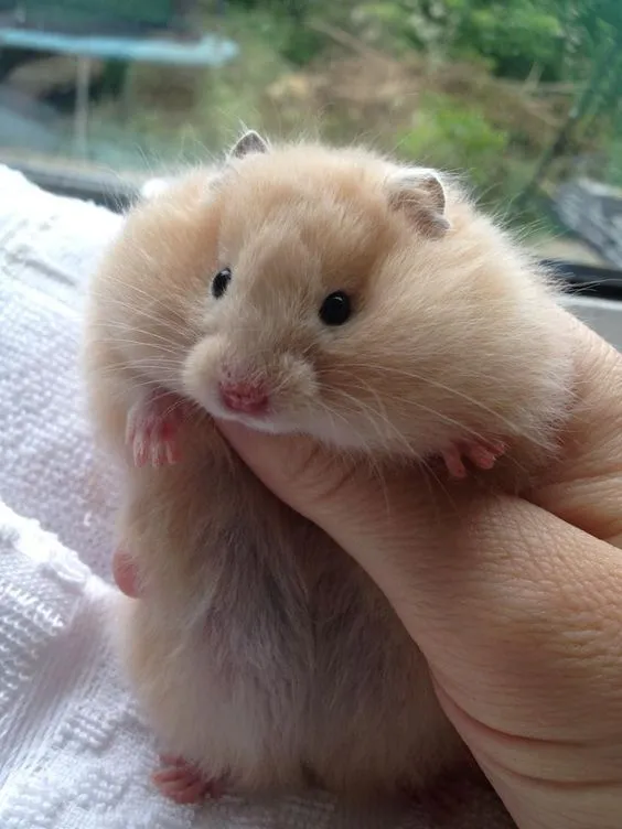 Avatar hamster đáng mến dáng nằm cực cute