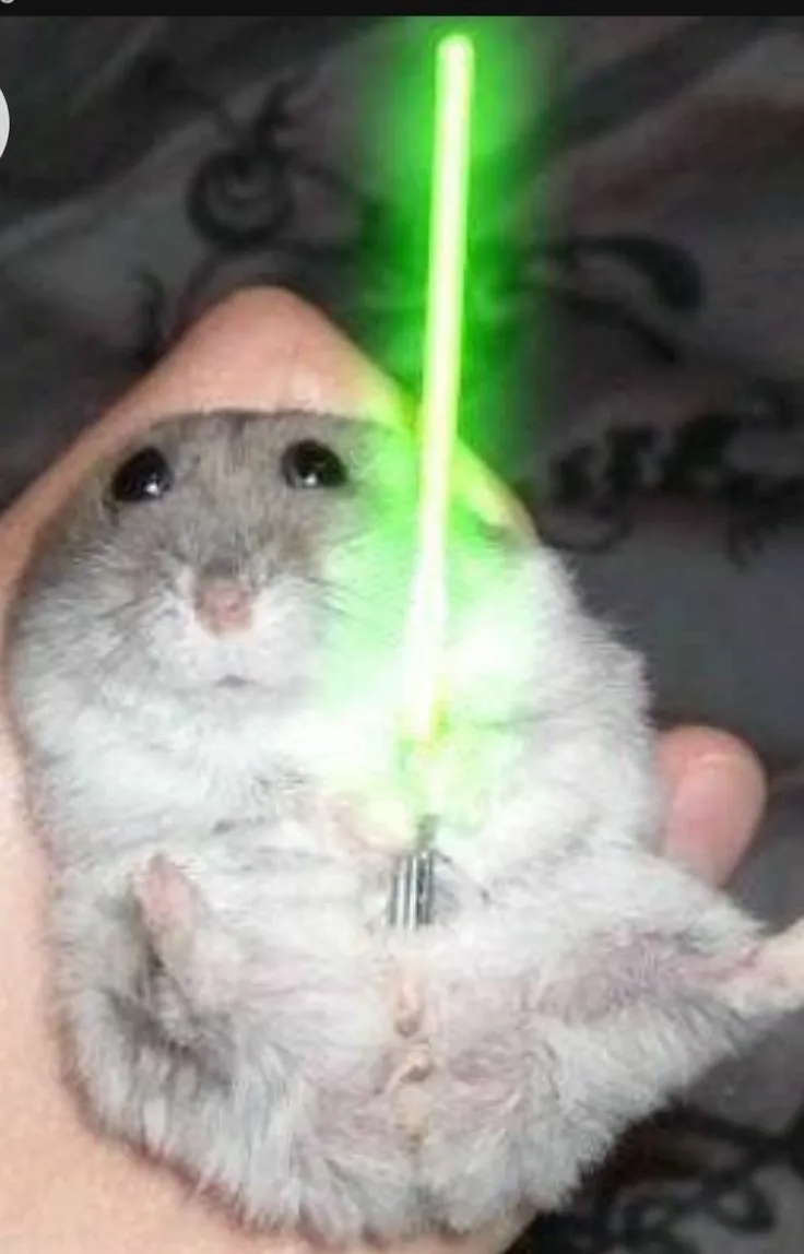 Avatar hamster hiền hòa ánh nhìn ngây ngô