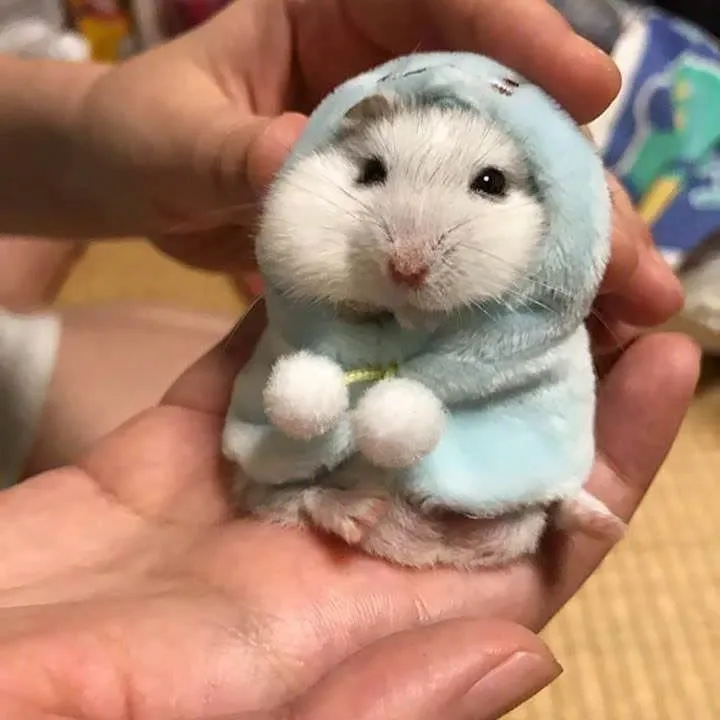 Meme hamster dễ cưng cực kỳ ngộ nghĩnh