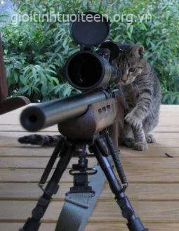 Hình mèo chỉa súng ngắm khuôn mặt giận dữ cực cứng rắn