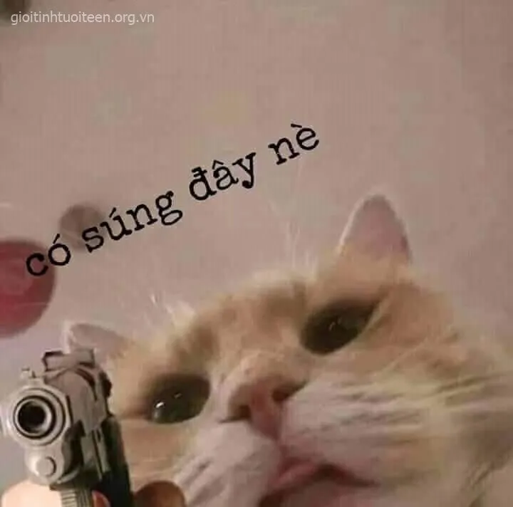 Hình mèo chỉa súng ánh mắt dữ tợn cực hài hước