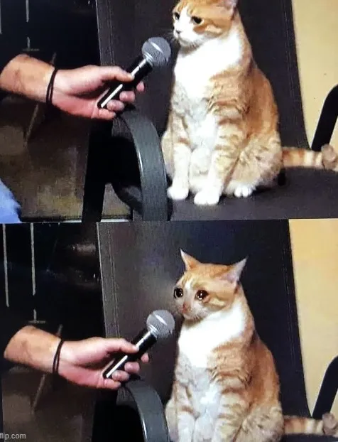 Meme mèo khóc nức nở siêu bựa