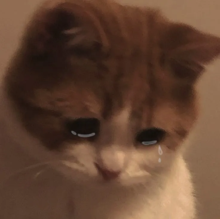 Hình mèo khóc che miệng trông buồn