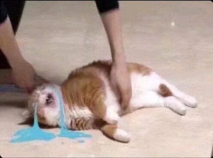100+ Meme Mèo Khóc nhây bựa, khóc thét thảm thiết troll bạn bè