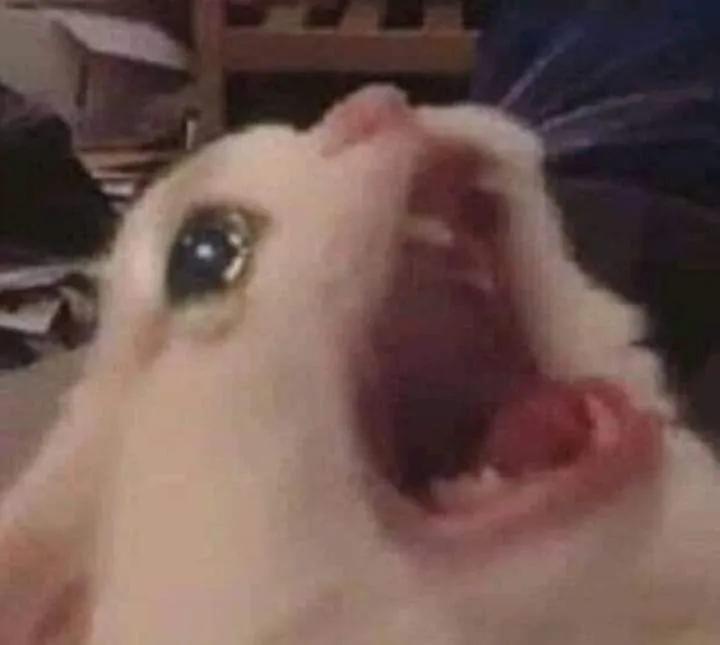 Meme mèo khóc tội nghiệp rất dễ thương