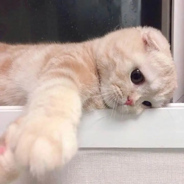 Mèo nằm thẫn thờ, đôi mắt đỏ hoe như sắp bật khóc.