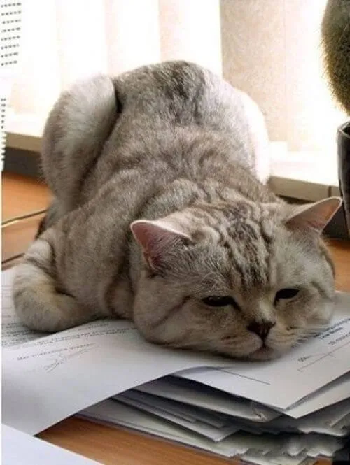 Biểu cảm mèo chạnh lòng, mắt mờ ướt giấu kín tâm tư.