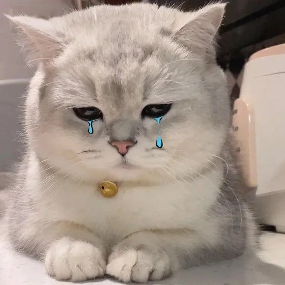 Biểu cảm mèo đau lòng, ánh mắt trống rỗng khó nói thành lời.