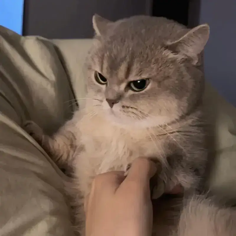 Meme mèo cau có ánh mắt trừng trừng đầy tức giận