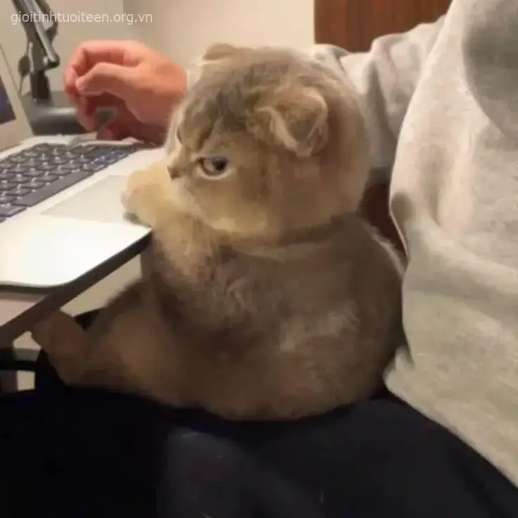 Meme mèo giận dữ đôi mắt long lanh đầy tức giận