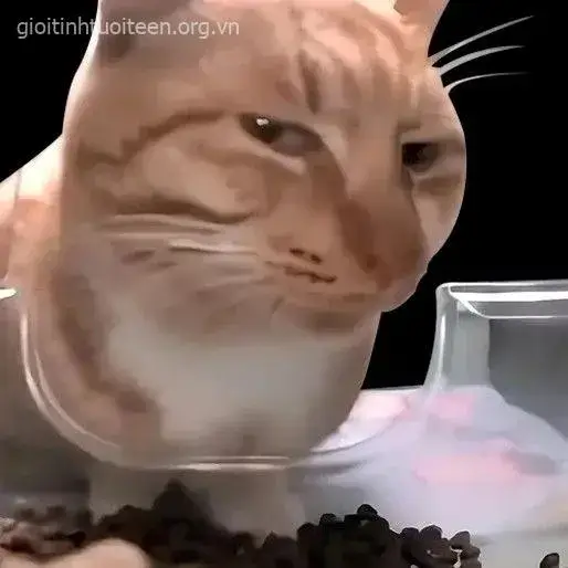Hình mèo cau có gương mặt bực tức khó lường