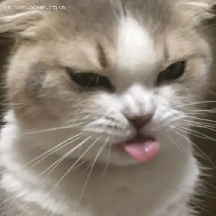 Hình mèo giận dữ ánh mắt sắc lẹm trừng thẳng