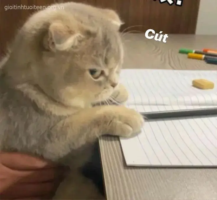 Ảnh mèo cáu kỉnh khuôn mặt căng thẳng rõ rệt