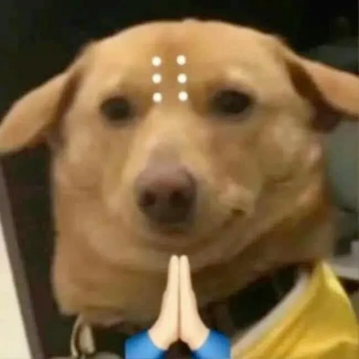 10 Avatar chó vô tri cute, phù hợp sử dụng trên mạng xã hội.