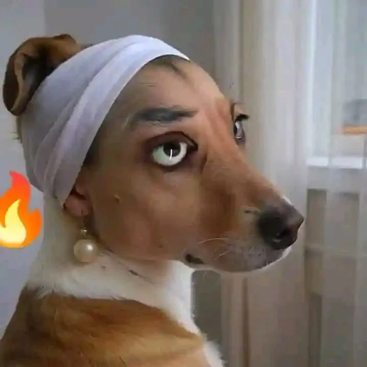 11 Ảnh đại diện chó vô tri gương mặt đơ ngây ngô thú vị.