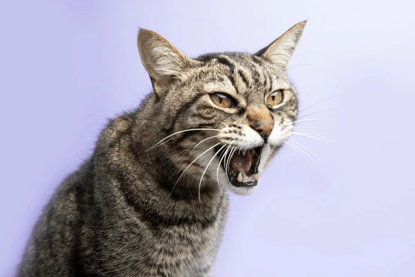 BST Ảnh Meme Mèo Tức Giận biểu cảm hung dữ, cảm xúc mạnh mẽ