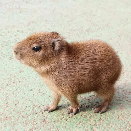 Ảnh đại diện capybara ánh mắt vui vẻ hồn nhiên.