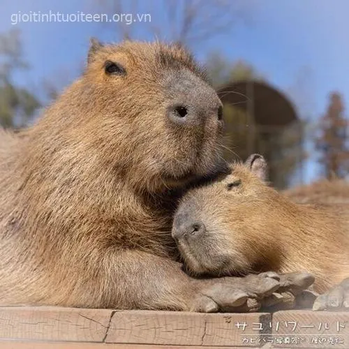 Hình avatar capybara gương mặt điềm nhiên.