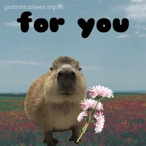 Hình avatar capybara phong cách cực chất.