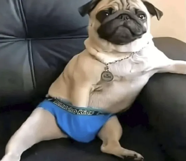 8 Ảnh đại diện chó vô tri gương mặt ngốc nghếch đáng yêu.