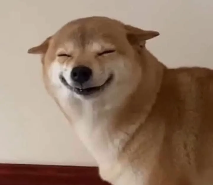 3 Chú chó ngơ ngác ánh mắt vô hồn nhưng đáng yêu.