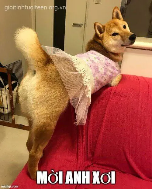 Avatar Shiba biểu cảm say ngủ, nhìn vô cùng cute.